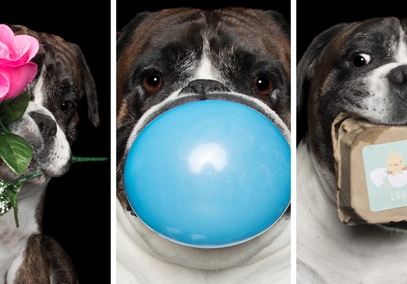 I Photographed This Boxer Dog Holding His Favorite Things (13 Pics)