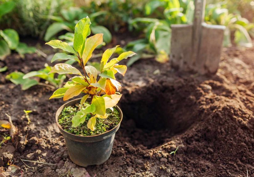 Is It Too Late to Plant Perennials This Fall? A Gardening Expert Weighs In