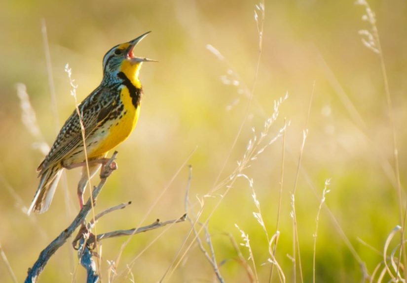 Light Pollution Tricks Birds Into Singing Earlier in the Morning and Later at Night