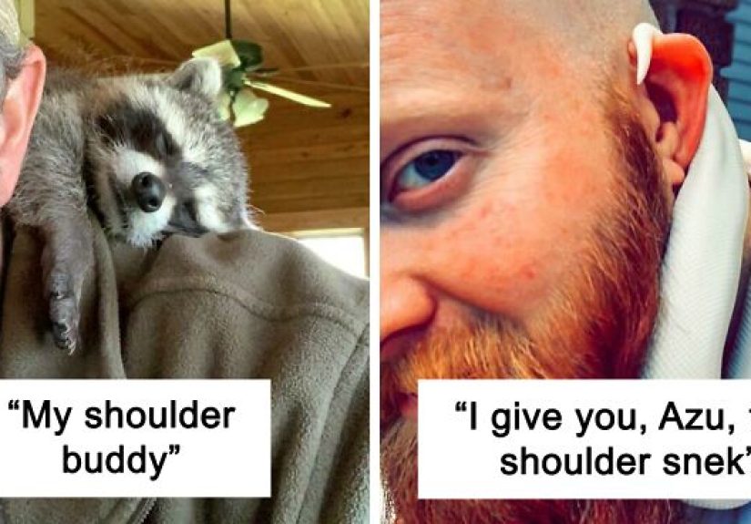 People Are Posting Their “Shoulder Animals”, And Here Are 50 Of The Cutest Ones