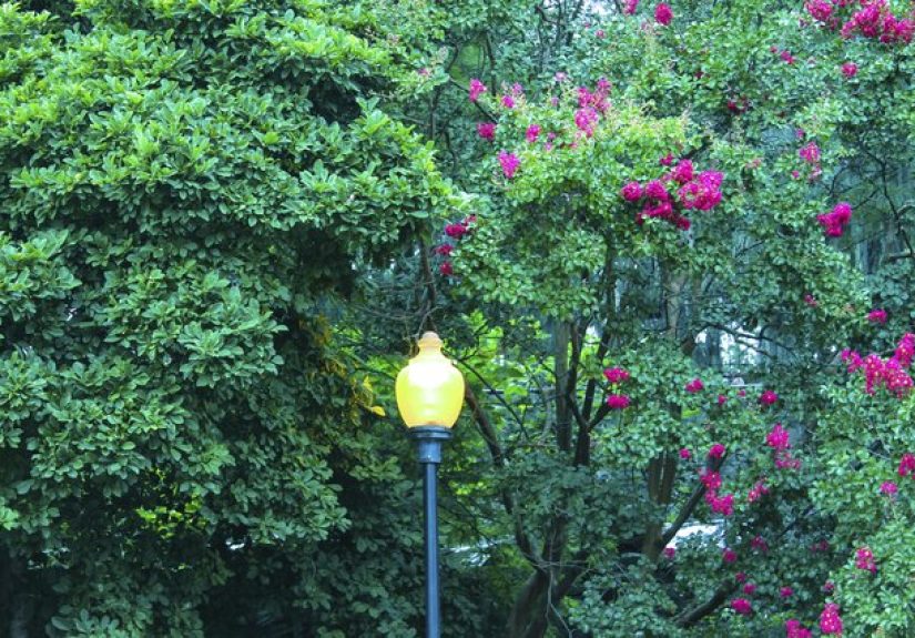 Plants for Around a Lamppost