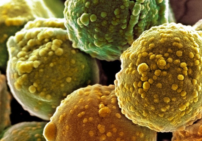 Researchers Want to Make Astronaut Food From Poop and Bacteria