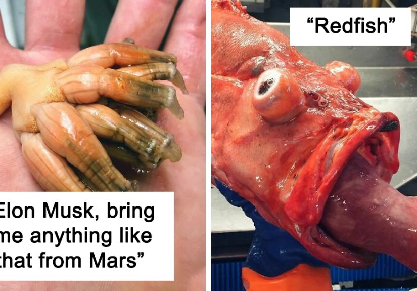 Russian Fisherman Posts Terrifying Creatures Of The Deep Sea That He Comes Across, And People Want Him To Stop (30 New Pics)