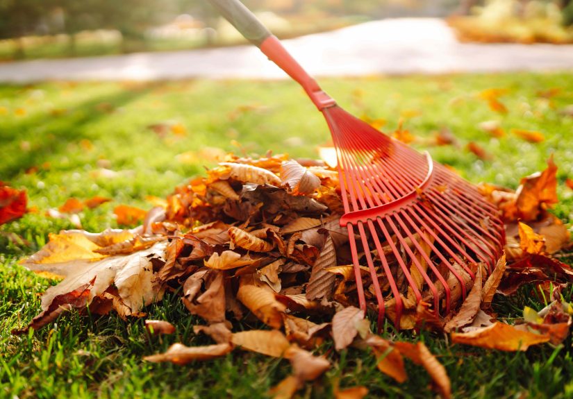 Should You Rake Your Leaves in Fall? Why This Gardener Says No