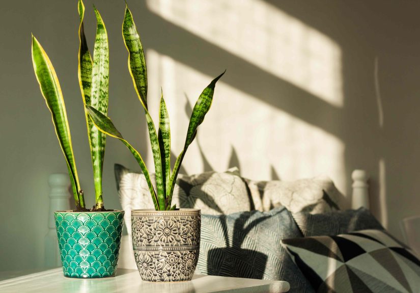 Snake Plants Need Special Care in WinterHere’s How to Keep It Healthy