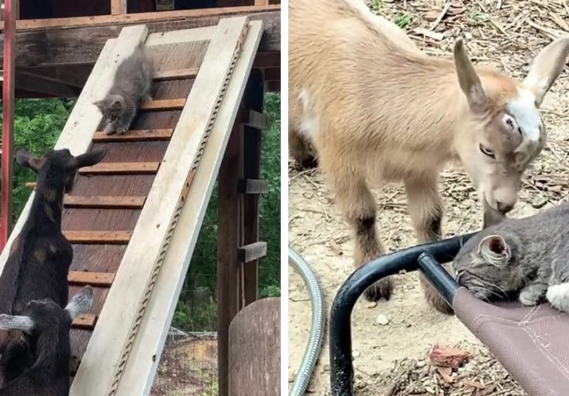 Stray Kitten Becomes The ‘Gray Goat’ Of The Pen, Acting Just Like The Tiny Goats That Became His Family