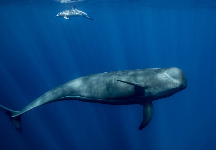 Study Reveals Surprising Dynamic Between Whales and Dolphins