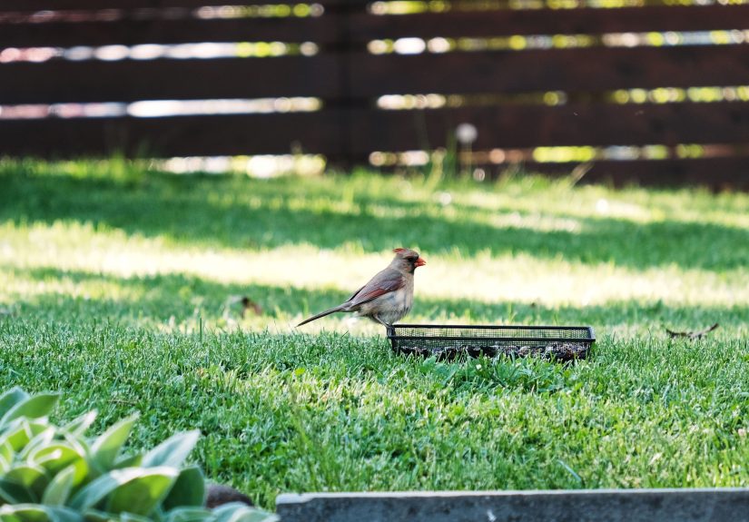The Gray Bunny Bird and Squirrel Tray Is Now on Sale
