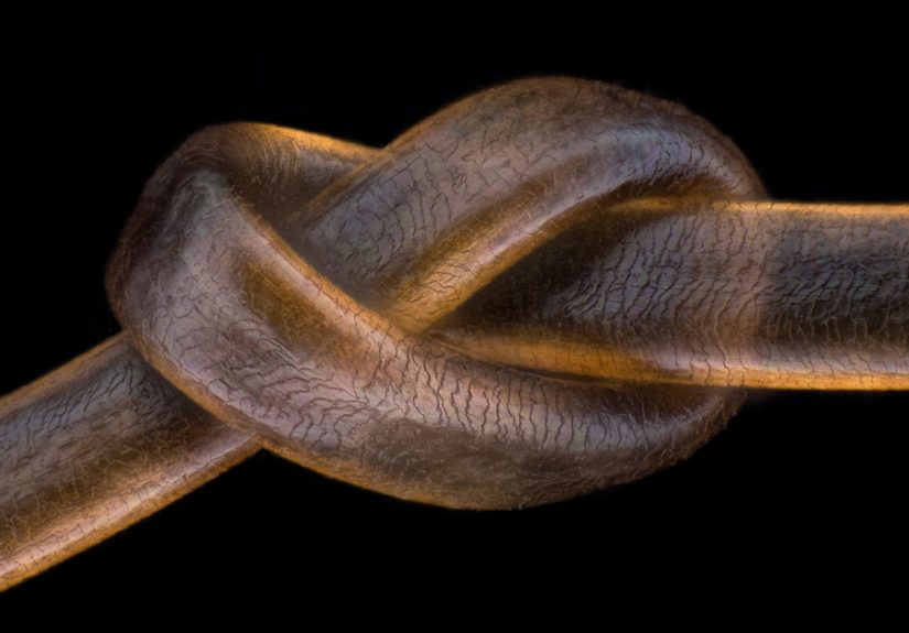 The Nikon Small World 2020 Competition Just Happened & Here Are The Top 20 Winners