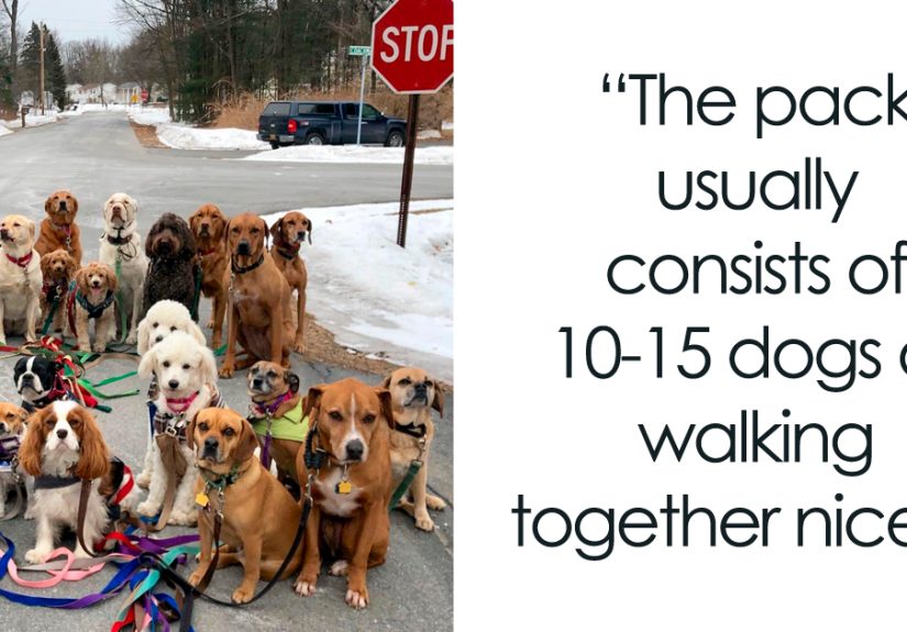 These Lovely Dogs ‘Pack Walk’ And Pose For Pictures Together Every Day