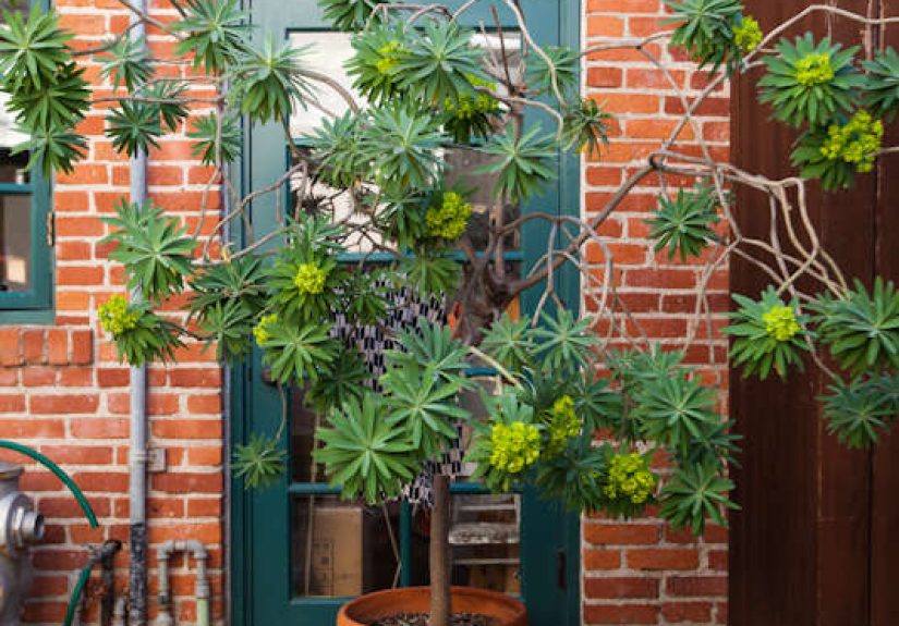 Tortoise Studio on Abbot Kinney