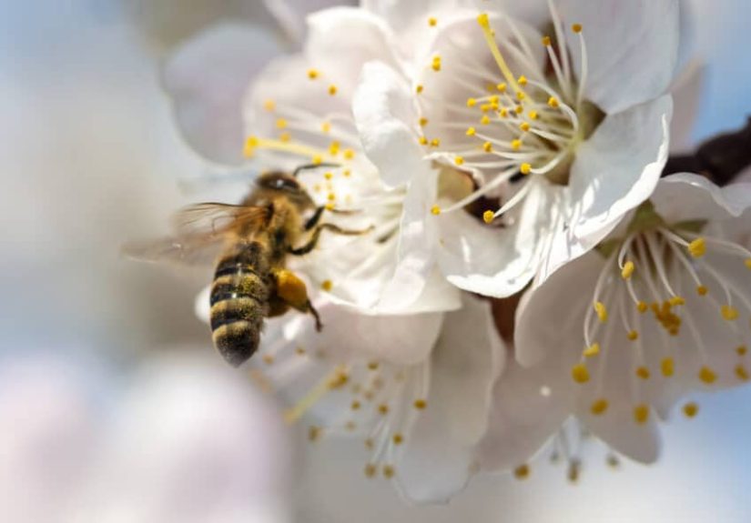 What You Need to Know About Bee Exterminators