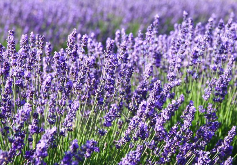 When Does Lavender Bloom? A Guide to Peak Blooming Season