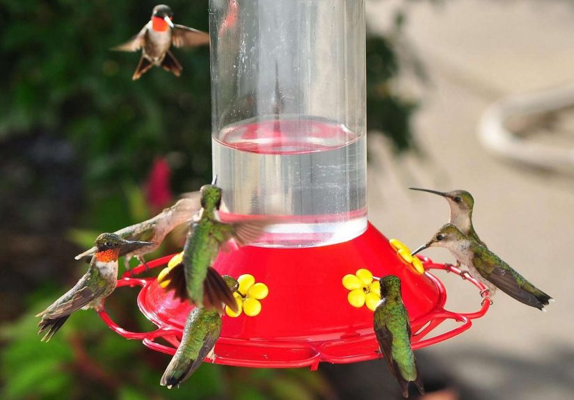 You Should Take Down Your Hummingbird Feeder Now, According to Bird ExpertsHere's Why
