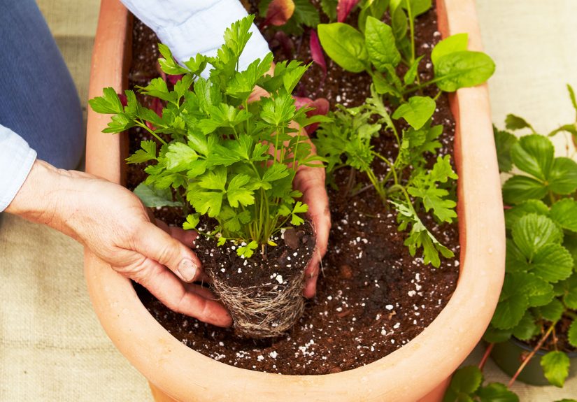 10 Must-Know Tips for Growing Parsley in Pots