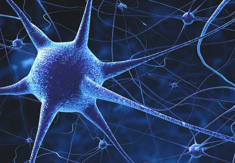 11 Interesting Facts About the Brain and Nervous System