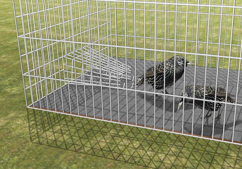 11 Ways to Get Rid of Starlings