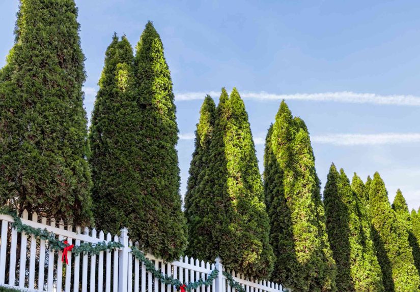12 Types of Cypress Trees You Can Easily Grow in Your Garden