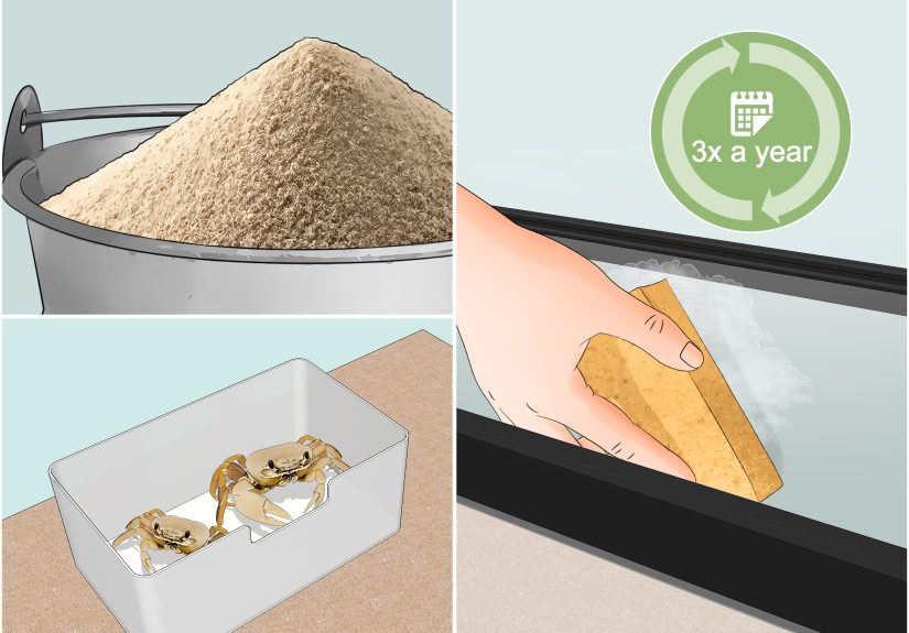 3 Ways to Look After Pet Crabs