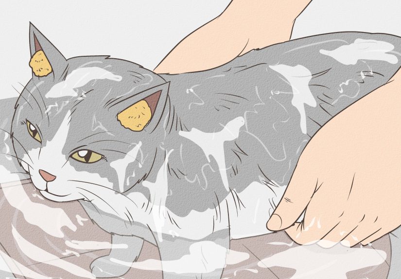 3 Ways to Remove Paint from a Cat's Fur