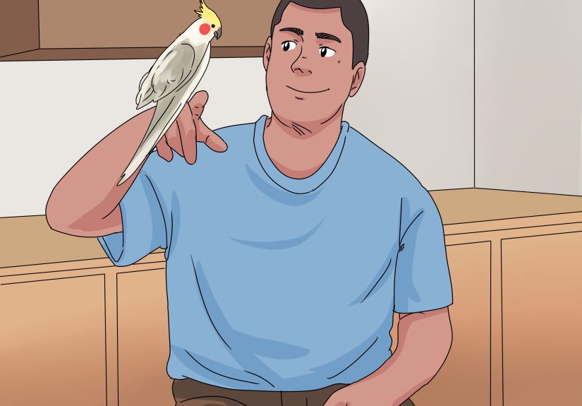 3 Ways to Treat Injured Cockatiels