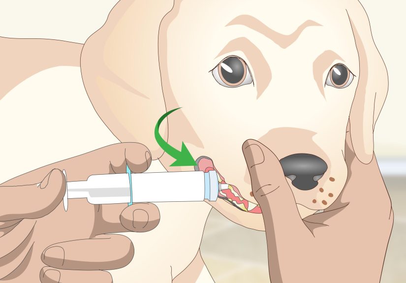 4 Ways to Get Your Dog to Take Its Medicine