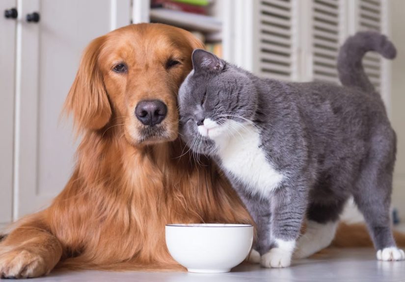 7 Best Dog-Friendly Cat Breeds