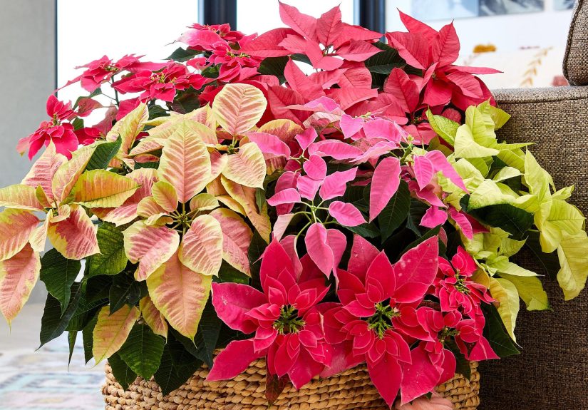 8 Simple Watering Tricks to Make Your Poinsettias Last
