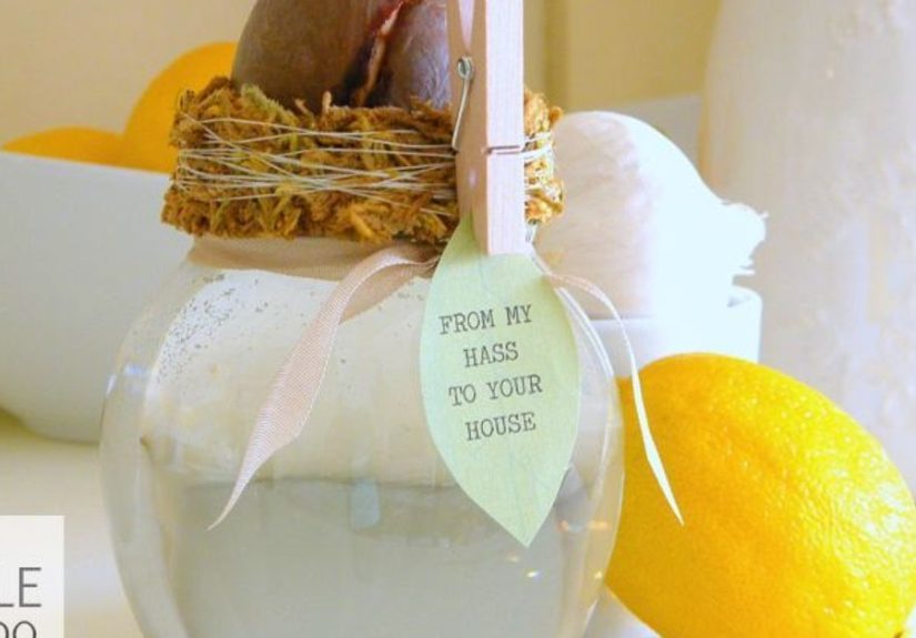 A Simple Avocado Seed Gift