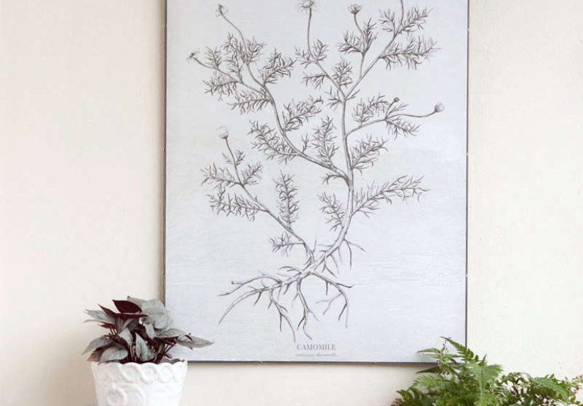 Camomile - Botanic Plant Illustration Canvas Print Poster