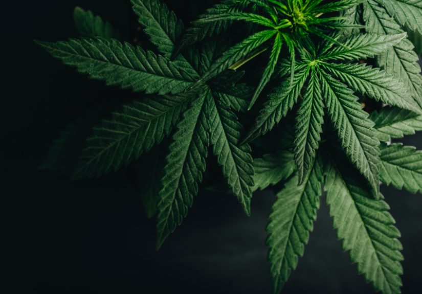 Cannabis stigma continues to impede patient care