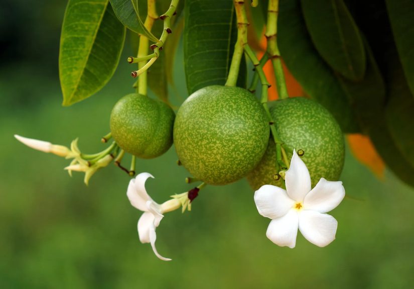 Cerbera Odollam Tree Poisoning: What to Do and How to Identify It