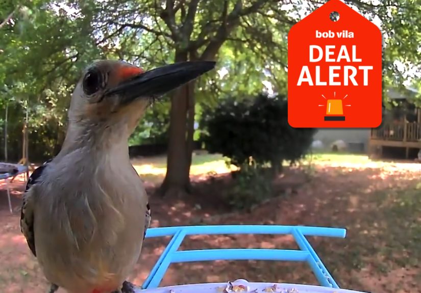 Early Black Friday Sale: Save Up to 56% on Birdfy Bird Feeders