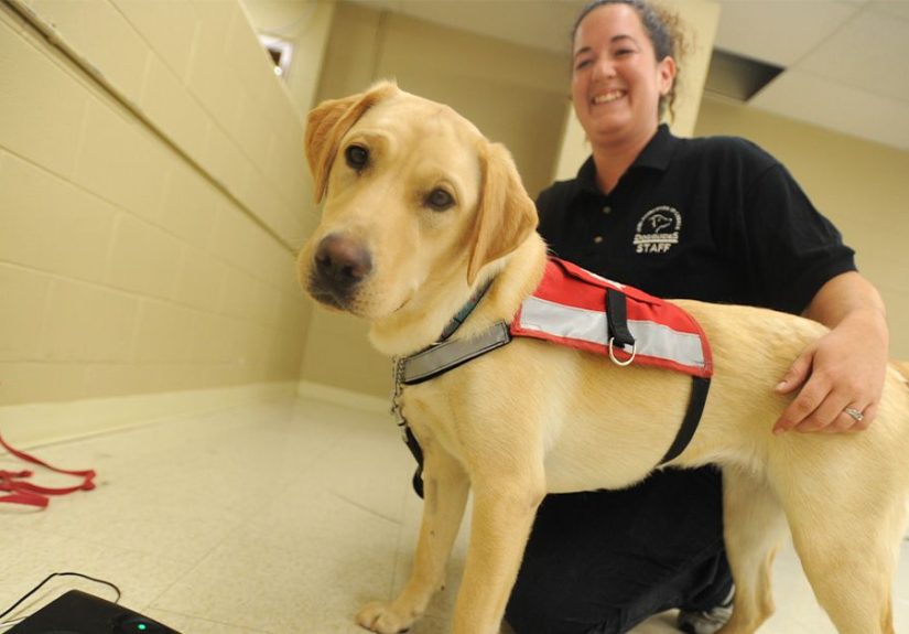 Everything About Diabetes Alert Dogs