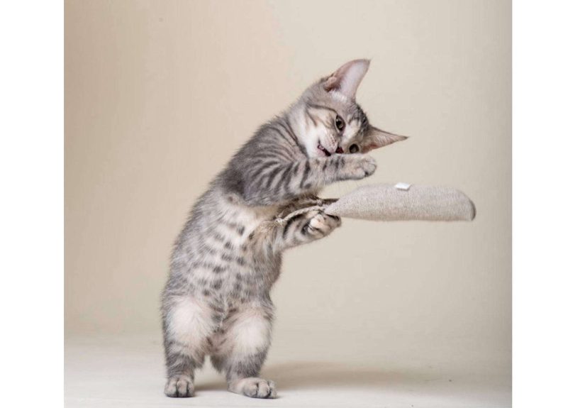 Hemp Organic Catnip Cat Toy