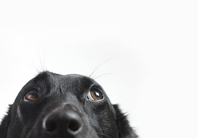 Hey Pandas, Post The Funniest Picture Of Your Pet.