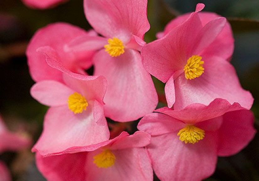 How to Care for Begonias