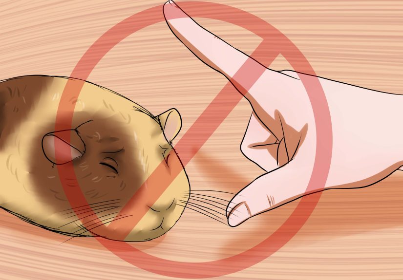 How to Get Your Guinea Pig to Stop Biting You: 11 Steps