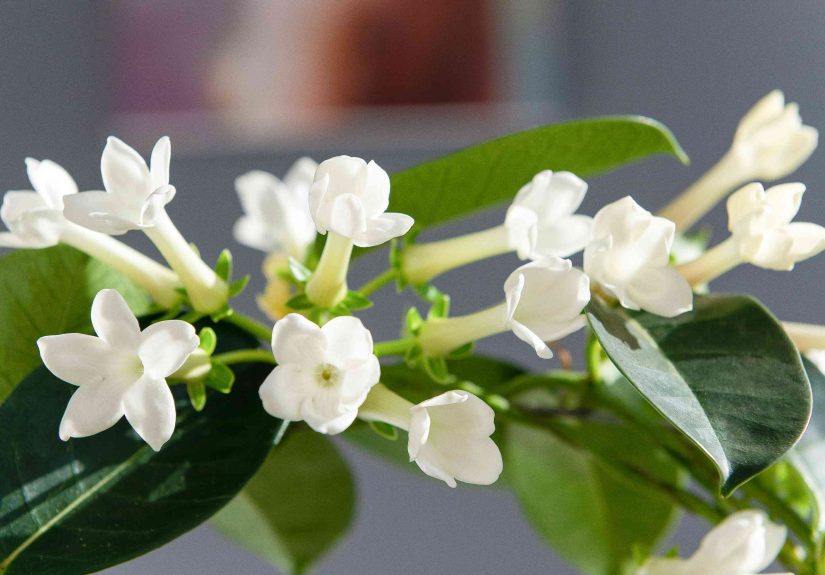 How to Grow and Care for Stephanotis