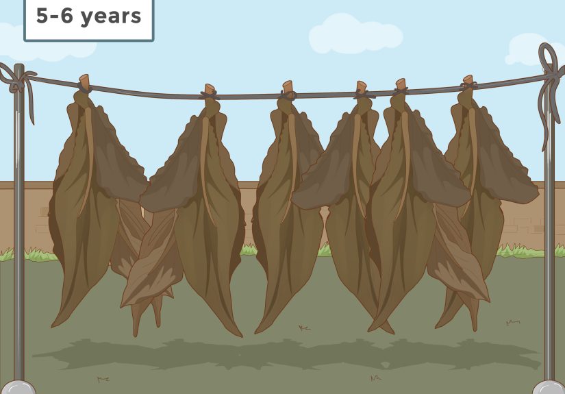 How to Grow Tobacco