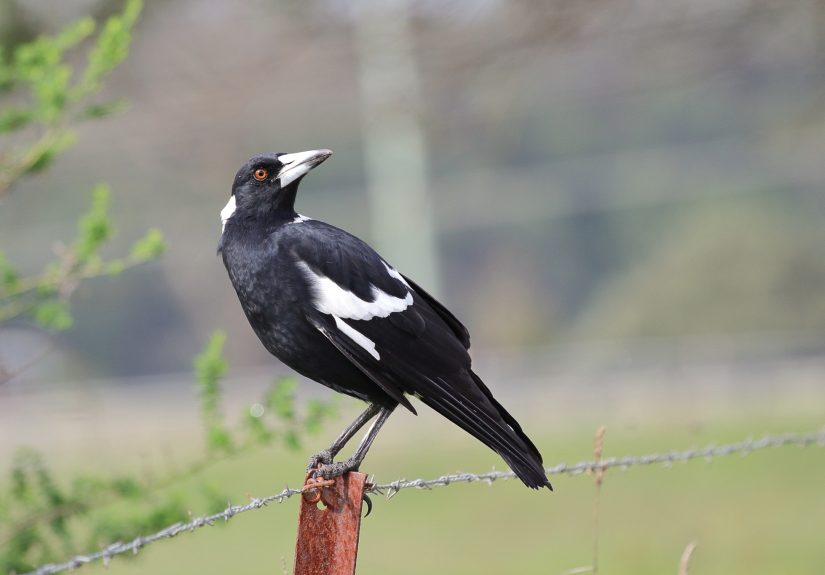 Magpies Help Each Other Escape Tracking Devices With This One Weird Trick