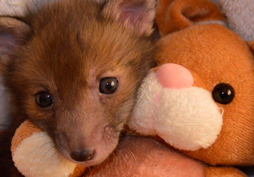 Rescue Baby Fox Loves Snuggling With His Plush Bunny Toy
