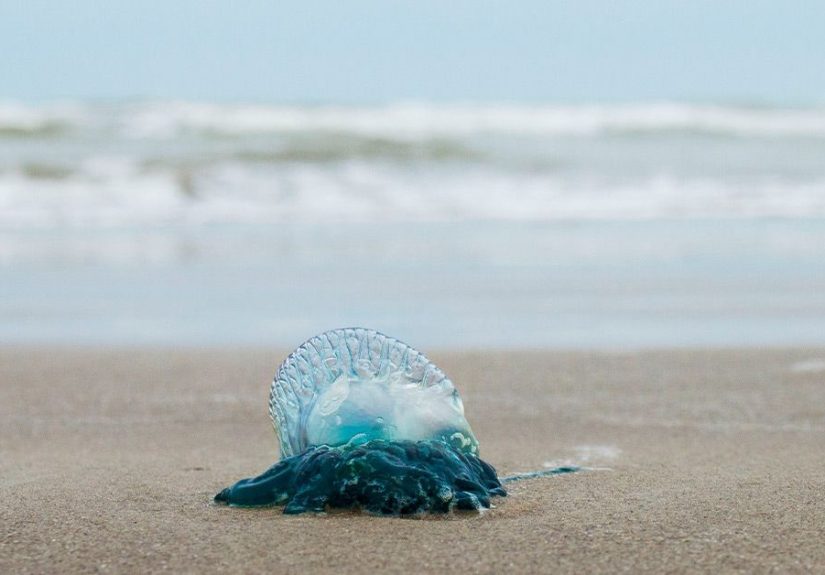 Signs of Bluebottle Stings and What to Do