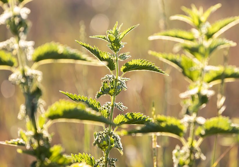 Stinging Nettle Rash: Pictures, Treatment, Home Remedy