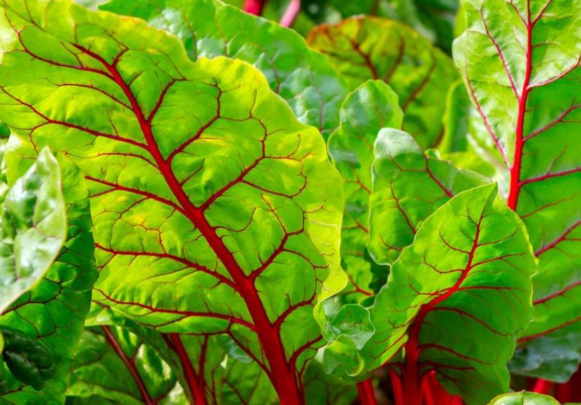 Swiss Chard: Benefits, Nutrients and How To Eat