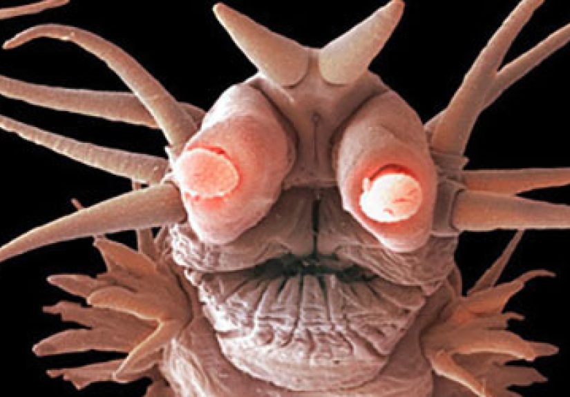 The 6 Most Nightmarish Worms on the Planet