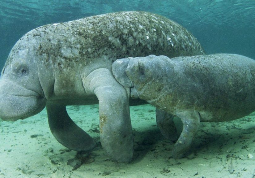 The Future of the Florida Manatee Depends on a Decades-Old Coal-Burning Power Station