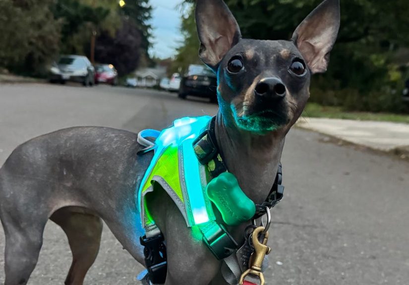 This Light-Up Harness Is a Game Changer for Evening Walks