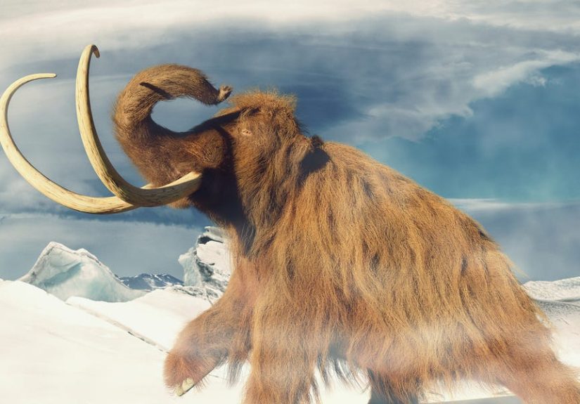 Why Did the Woolly Mammoth Suddenly Disappear?: A New Explanation