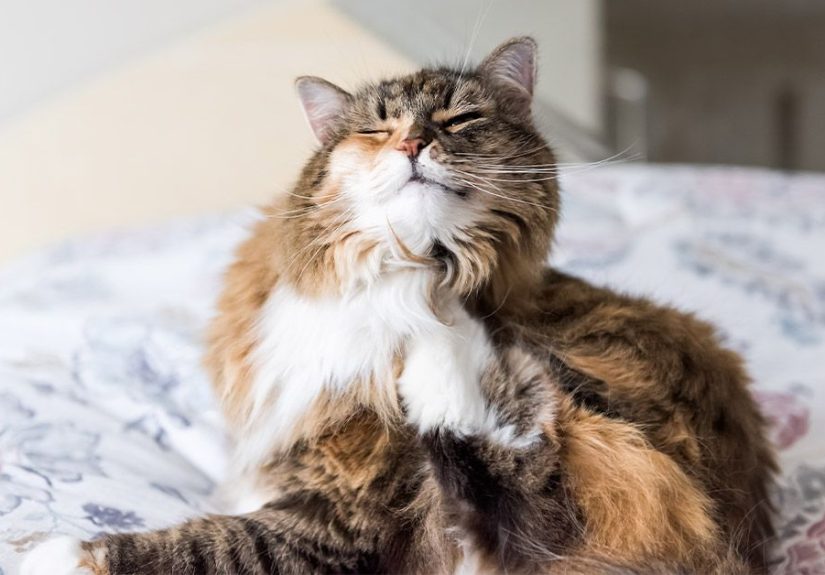 You May Ask, Does Alcohol Kill Fleas? Yes, But It Can Be Dangerous